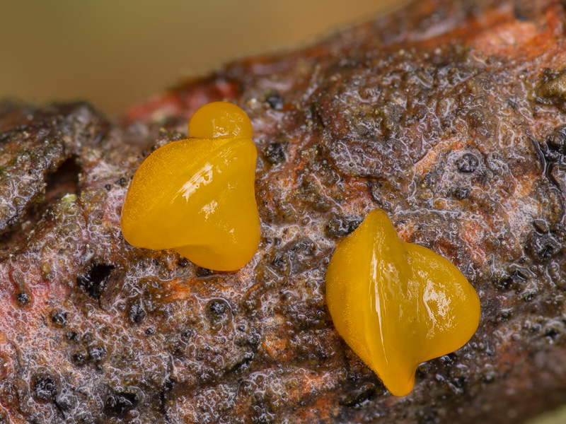 Dacrymyces estonicus